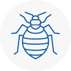 Bed Bug Extermination In Looe